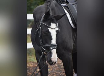 Caballo de deporte alemán, Caballo castrado, 8 años, 170 cm, Negro