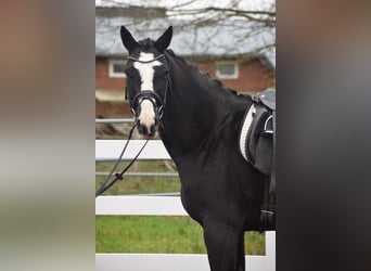 Caballo de deporte alemán, Caballo castrado, 8 años, 170 cm, Negro