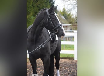 Caballo de deporte alemán, Caballo castrado, 8 años, 170 cm, Negro