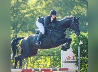 Caballo de deporte alemán, Caballo castrado, 8 años, 170 cm, Negro