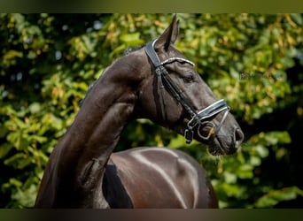 Caballo de deporte alemán, Caballo castrado, 8 años, 170 cm, Negro