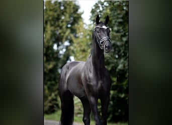 Caballo de deporte alemán, Caballo castrado, 8 años, 170 cm, Negro