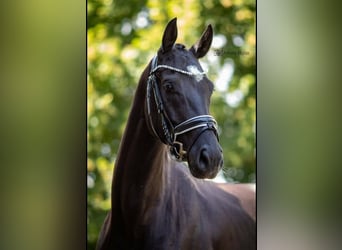 Caballo de deporte alemán, Caballo castrado, 8 años, 170 cm, Negro