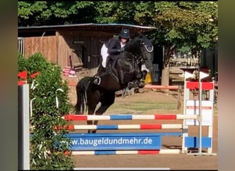 Caballo de deporte alemán, Caballo castrado, 8 años, 170 cm, Negro