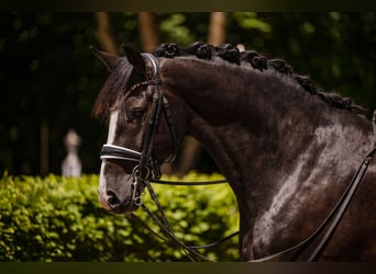 Caballo de deporte alemán, Caballo castrado, 8 años, 171 cm, Negro