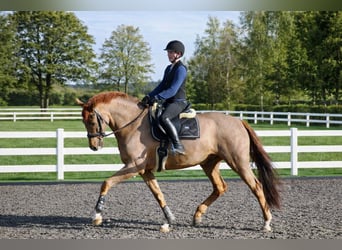Caballo de deporte alemán, Caballo castrado, 8 años, 172 cm, Alazán-tostado