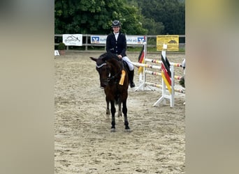 Caballo de deporte alemán, Caballo castrado, 8 años, 172 cm, Castaño oscuro