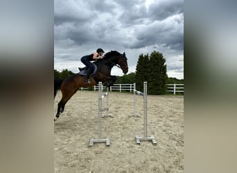 Caballo de deporte alemán, Caballo castrado, 8 años, 172 cm, Castaño oscuro