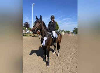 Caballo de deporte alemán, Caballo castrado, 8 años, 172 cm, Castaño oscuro