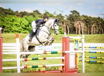 Caballo de deporte alemán, Caballo castrado, 8 años, 172 cm, Tordo