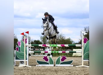 Caballo de deporte alemán, Caballo castrado, 8 años, 172 cm, Tordo
