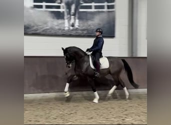 Caballo de deporte alemán, Caballo castrado, 8 años, 173 cm, Castaño