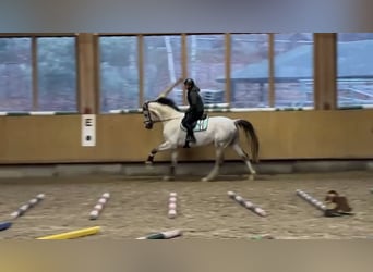 Caballo de deporte alemán, Caballo castrado, 8 años, 173 cm, Tordo rodado