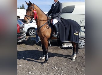 Caballo de deporte alemán, Caballo castrado, 8 años, 174 cm, Castaño