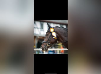 Caballo de deporte alemán, Caballo castrado, 8 años, 174 cm, Morcillo