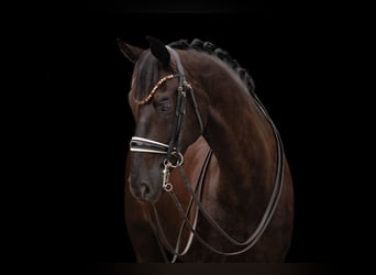 Caballo de deporte alemán, Caballo castrado, 8 años, 174 cm, Negro