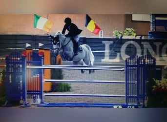 Caballo de deporte alemán, Caballo castrado, 8 años, 174 cm, Tordo