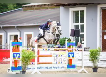 Caballo de deporte alemán, Caballo castrado, 8 años, 174 cm, Tordo