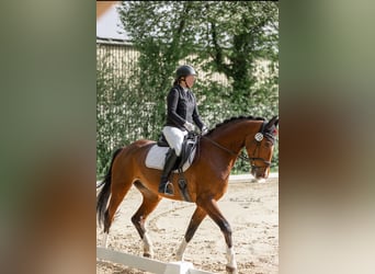 Caballo de deporte alemán, Caballo castrado, 8 años, 175 cm, Castaño