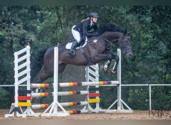 Caballo de deporte alemán, Caballo castrado, 8 años, 175 cm, Morcillo