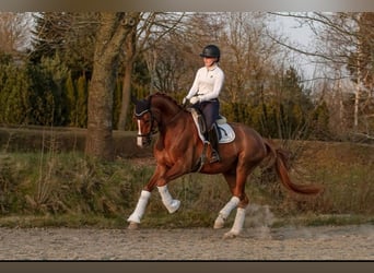 Caballo de deporte alemán, Caballo castrado, 8 años, 176 cm, Alazán