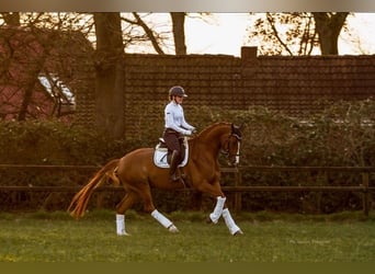 Caballo de deporte alemán, Caballo castrado, 8 años, 176 cm, Alazán