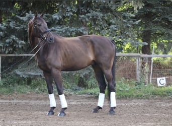 Caballo de deporte alemán, Caballo castrado, 8 años, 178 cm, Castaño