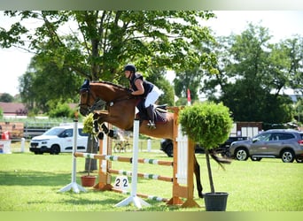 Caballo de deporte alemán, Caballo castrado, 8 años, 179 cm, Castaño