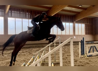 Caballo de deporte alemán, Caballo castrado, 8 años, Castaño