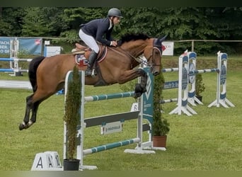 Caballo de deporte alemán, Caballo castrado, 8 años, Castaño