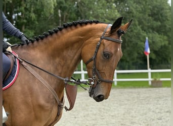Caballo de deporte alemán, Caballo castrado, 8 años, Castaño