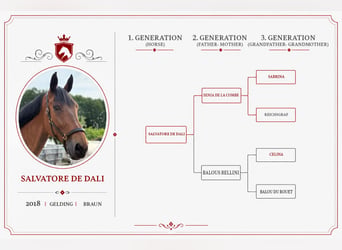Caballo de deporte alemán, Caballo castrado, 8 años, Castaño