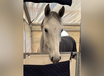 Caballo de deporte alemán, Caballo castrado, 8 años, Tordo