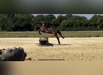 Caballo de deporte alemán, Caballo castrado, 9 años, 164 cm, Castaño