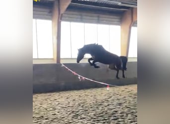Caballo de deporte alemán, Caballo castrado, 9 años, 164 cm, Castaño