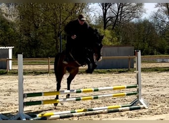 Caballo de deporte alemán, Caballo castrado, 9 años, 164 cm, Castaño