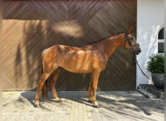 Caballo de deporte alemán, Caballo castrado, 9 años, 167 cm, Alazán