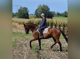 Caballo de deporte alemán, Caballo castrado, 9 años, 167 cm, Castaño