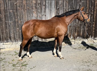 Caballo de deporte alemán, Caballo castrado, 9 años, 167 cm, Castaño
