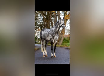 Caballo de deporte alemán, Caballo castrado, 9 años, 167 cm, Tordo rodado
