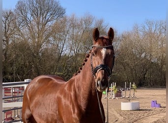 Caballo de deporte alemán, Caballo castrado, 9 años, 168 cm, Alazán-tostado