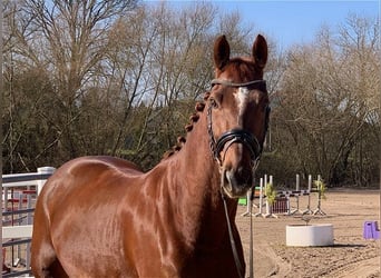 Caballo de deporte alemán, Caballo castrado, 9 años, 168 cm, Alazán-tostado