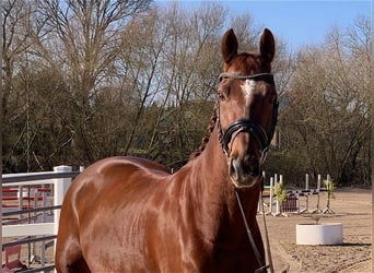 Caballo de deporte alemán, Caballo castrado, 9 años, 168 cm, Alazán-tostado