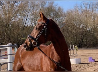 Caballo de deporte alemán, Caballo castrado, 9 años, 168 cm, Alazán-tostado