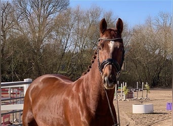 Caballo de deporte alemán, Caballo castrado, 9 años, 168 cm, Alazán-tostado