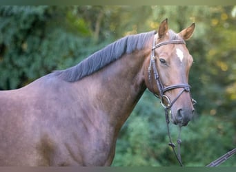 Caballo de deporte alemán, Caballo castrado, 9 años, 168 cm, Castaño