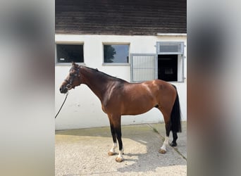 Caballo de deporte alemán, Caballo castrado, 9 años, 169 cm, Castaño claro