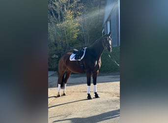 Caballo de deporte alemán, Caballo castrado, 9 años, 170 cm, Castaño