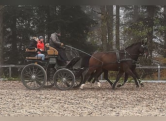 Caballo de deporte alemán, Caballo castrado, 9 años, 170 cm, Castaño