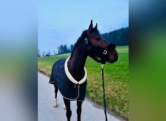 Caballo de deporte alemán, Caballo castrado, 9 años, 170 cm, Castaño